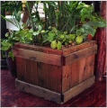 plants box01.jpg